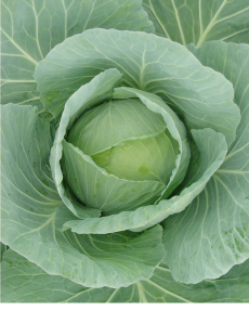 BELO ZELJE New Midorimaru F1