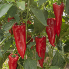 Red Queen F1