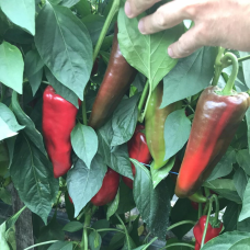 Red Queen F1