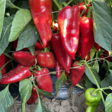 Red Queen F1