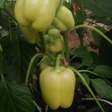 Tara F1